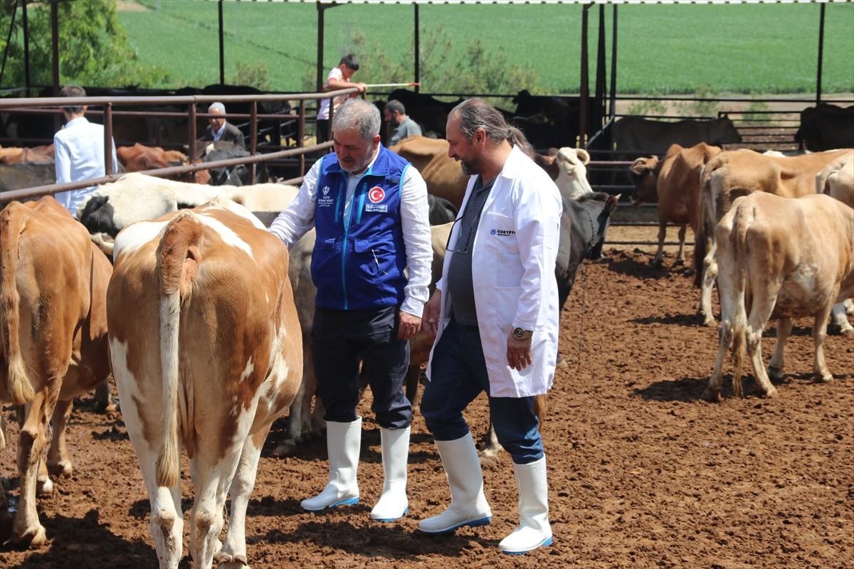 Türkiye Diyanet Vakfı (TDV), Diyarbakır'da kesimi yapılan 4 bin 25 kurban hissesinin etini ihtiyaç...