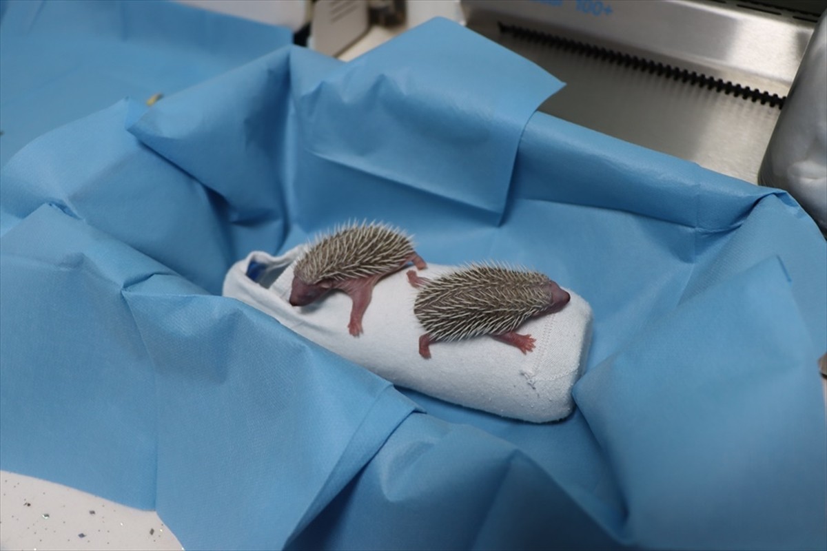 Yalova'da doğada bulunarak koruma altına alınan 3 kirpi yavrusu, özel besinlerle büyütülüyor....