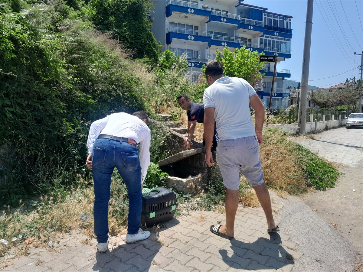 Yalova'nın Çınarcık ilçesinde yaralı halde bulunan nesli tehlike altındaki su samuru tedavi altına...