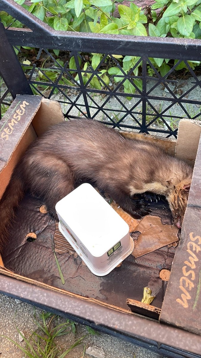 Zonguldak'ın Alaplı ilçesinde yaralı halde bulunan sansar tedaviye alındı.