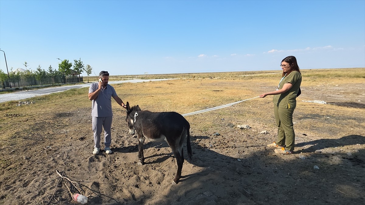 Aksaray'da ayağı kırık halde bulunan eşek, Aksaray Belediyesi Sokak Hayvanları Koruma ve...