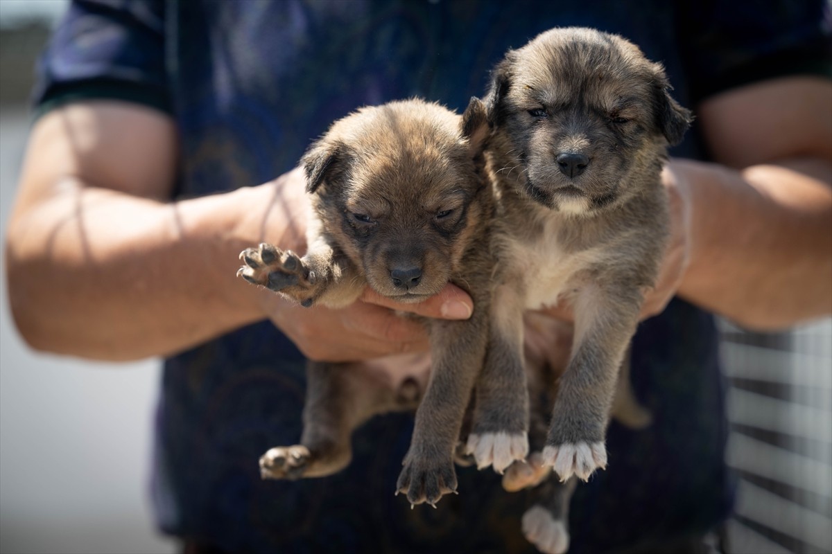 Ankara'da yangından kurtarılan ve "Mutlu", "Kutlu" ve "Bulut" isimleri verilen 3 köpek yavrusu...