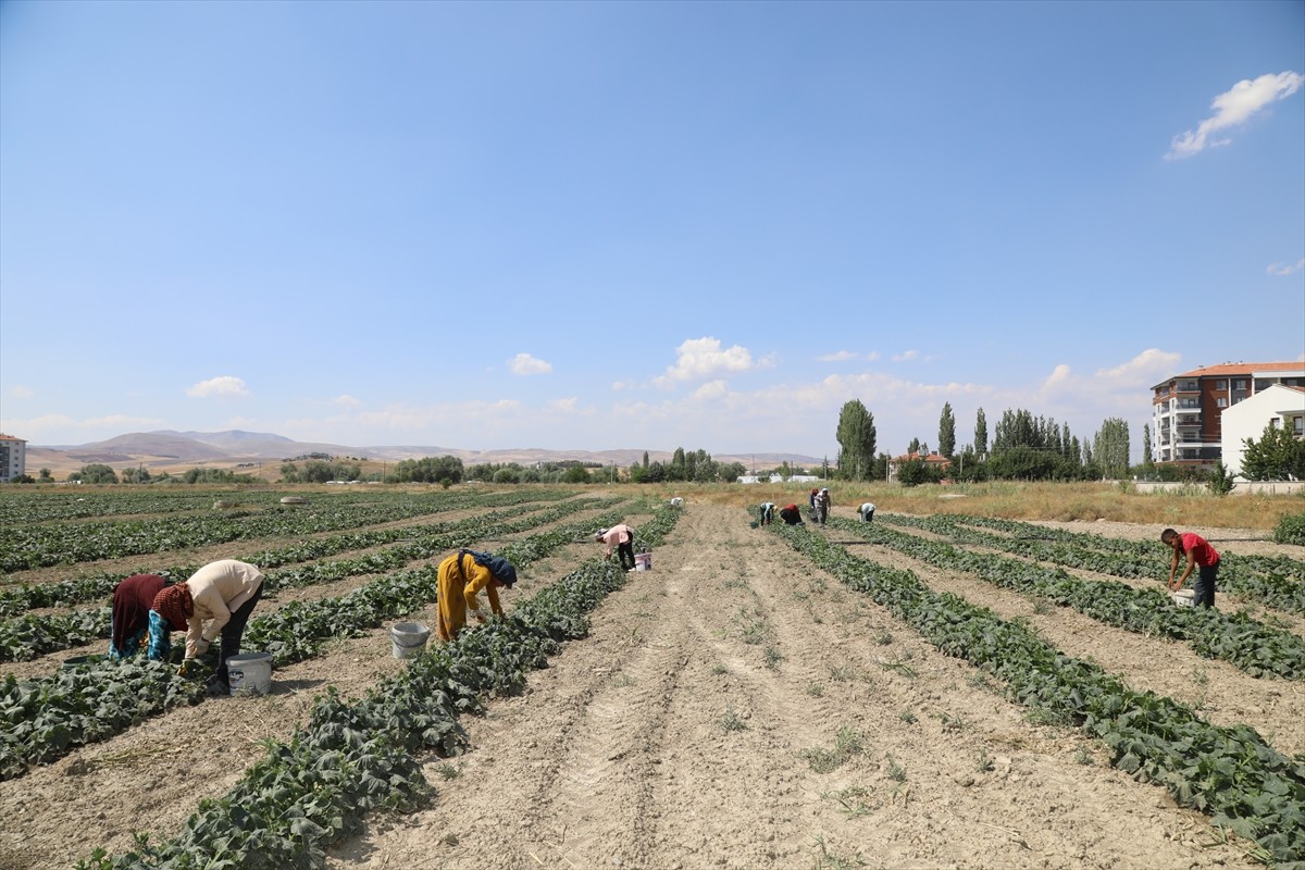 Ankara'nın Çubuk ilçesinde coğrafi işaretli Çubuk turşusunun yapıldığı salatalıkta hasat sezonu...