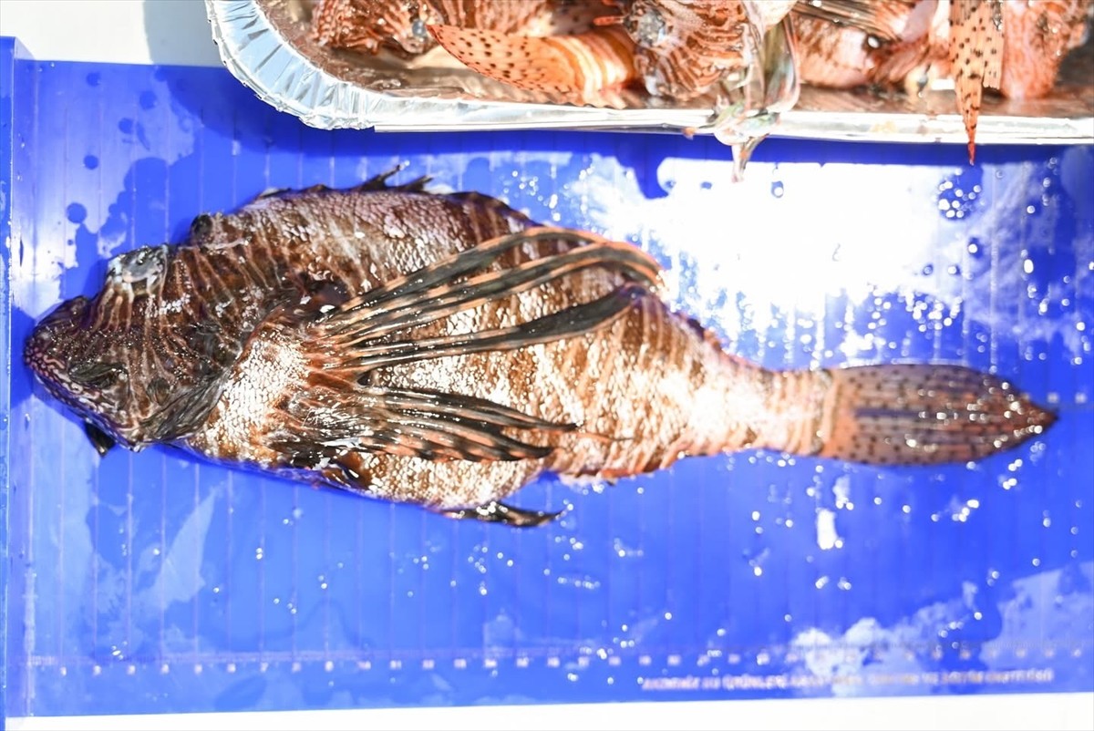 Antalya'nın Demre ilçesinde 1 Temmuz Denizcilik ve Kabotaj Bayramı etkinlikleri kapsamında "Aslan...