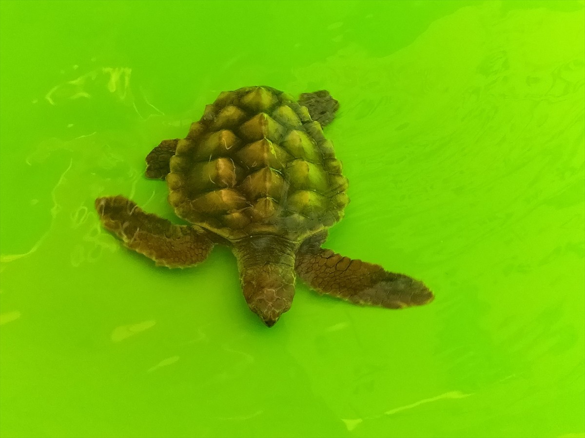 Antalya'nın Manavgat ilçesinde ayağı çuvala dolanmış olarak yaralı bulunan caretta caretta...