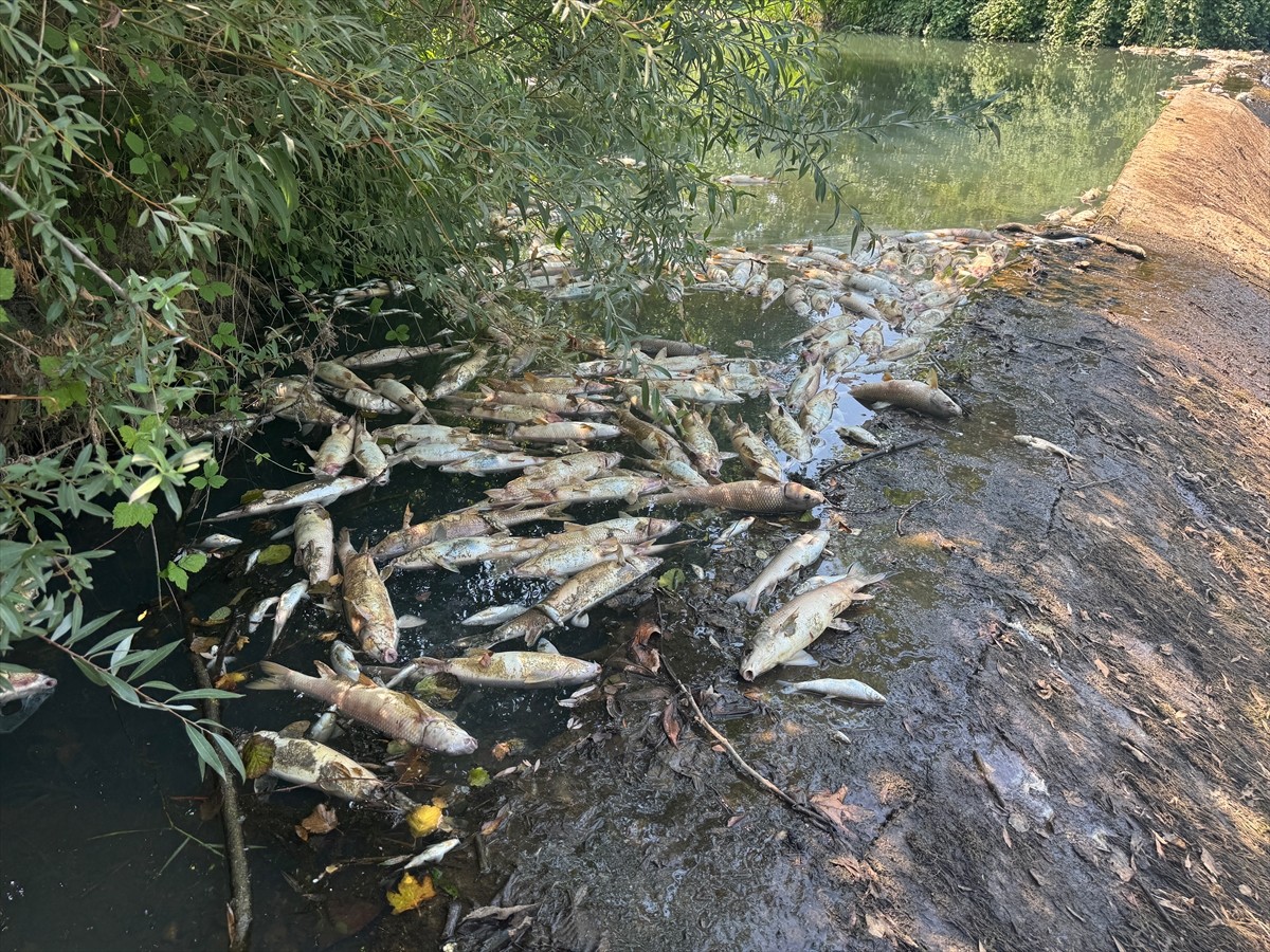 Bartın'da toplu balık ölümleriyle ilgili Çevre, Şehircilik ve İklim Değişikliği İl Müdürlüğünce...