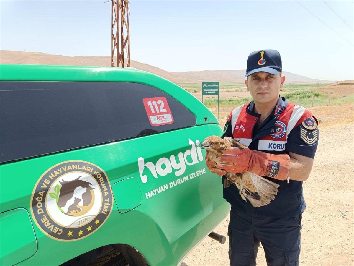 Batman'ın Beşiri ilçesinde jandarma ekiplerince yaralı bulunan şahin tedavi altına alındı.