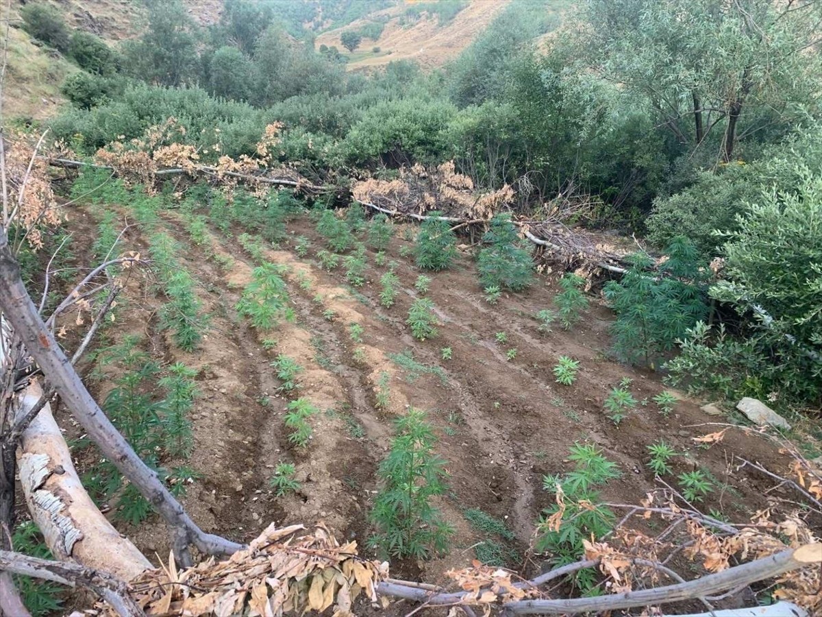 Bingöl'de düzenlenen uyuşturucu operasyonunda 1520 kök Hint keneviri ile 4 bin kök skunk bitkisi...
