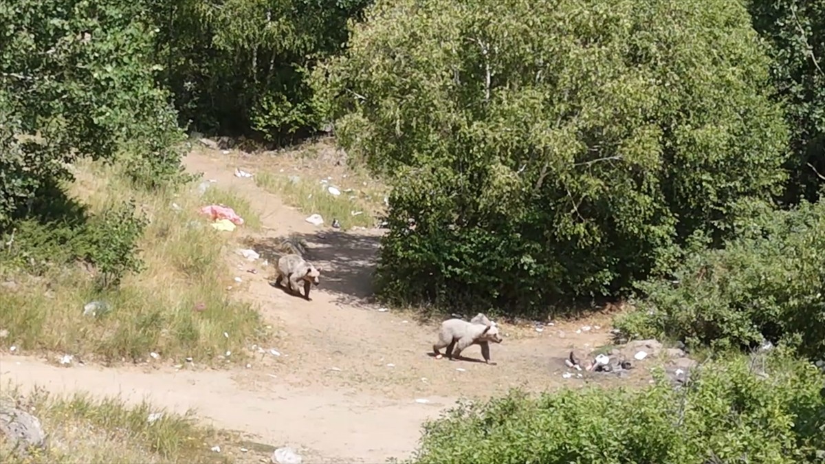 Bitlis'in Tatvan ilçesinde bulunan Nemrut Kalderası'nda yaşayan bozayılar dron ile...