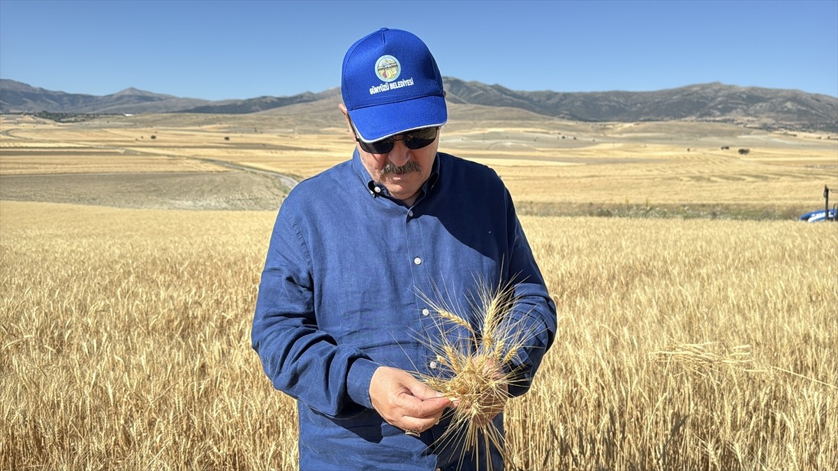 Büyük Birlik Partisi (BBP) Genel Başkanı Mustafa Destici, Eskişehir'de biçerdöverle buğday hasadı...