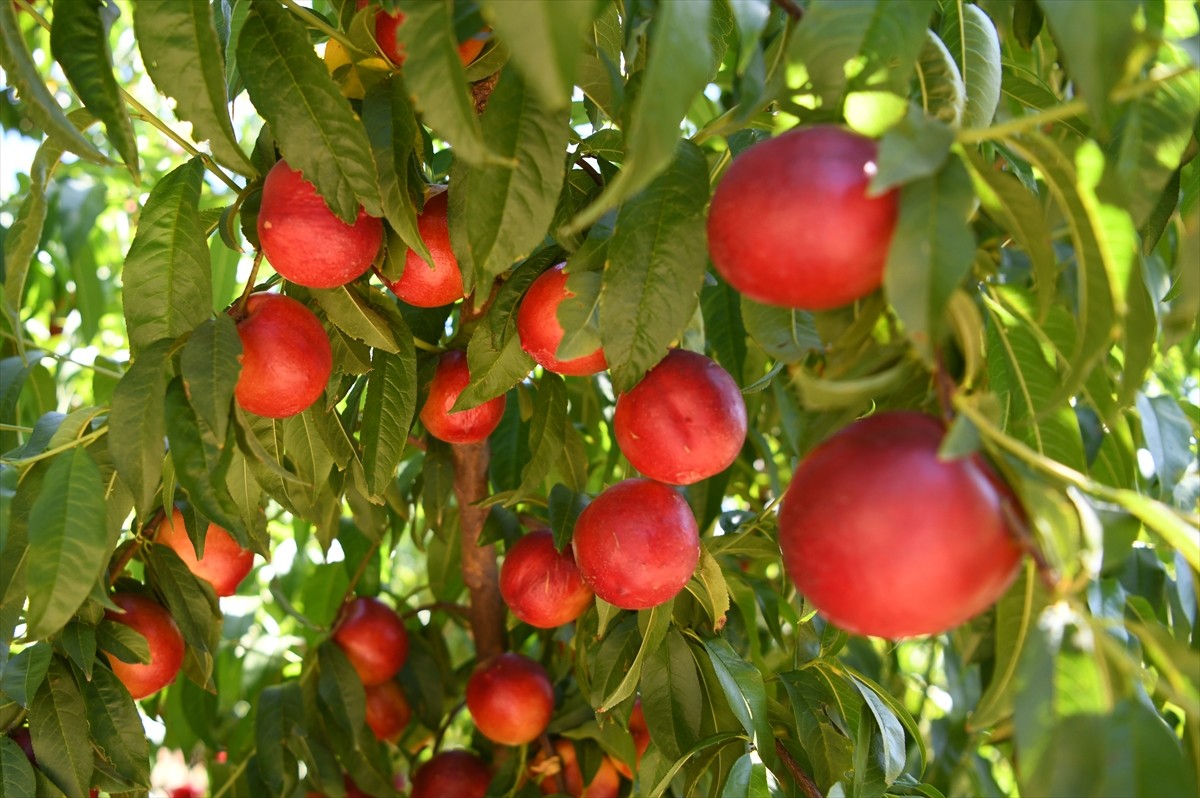 Çanakkale'nin Lapseki ilçesinin önemli bir gelir kayrağı olan, lezzeti, aroması ve rengiyle yurt...