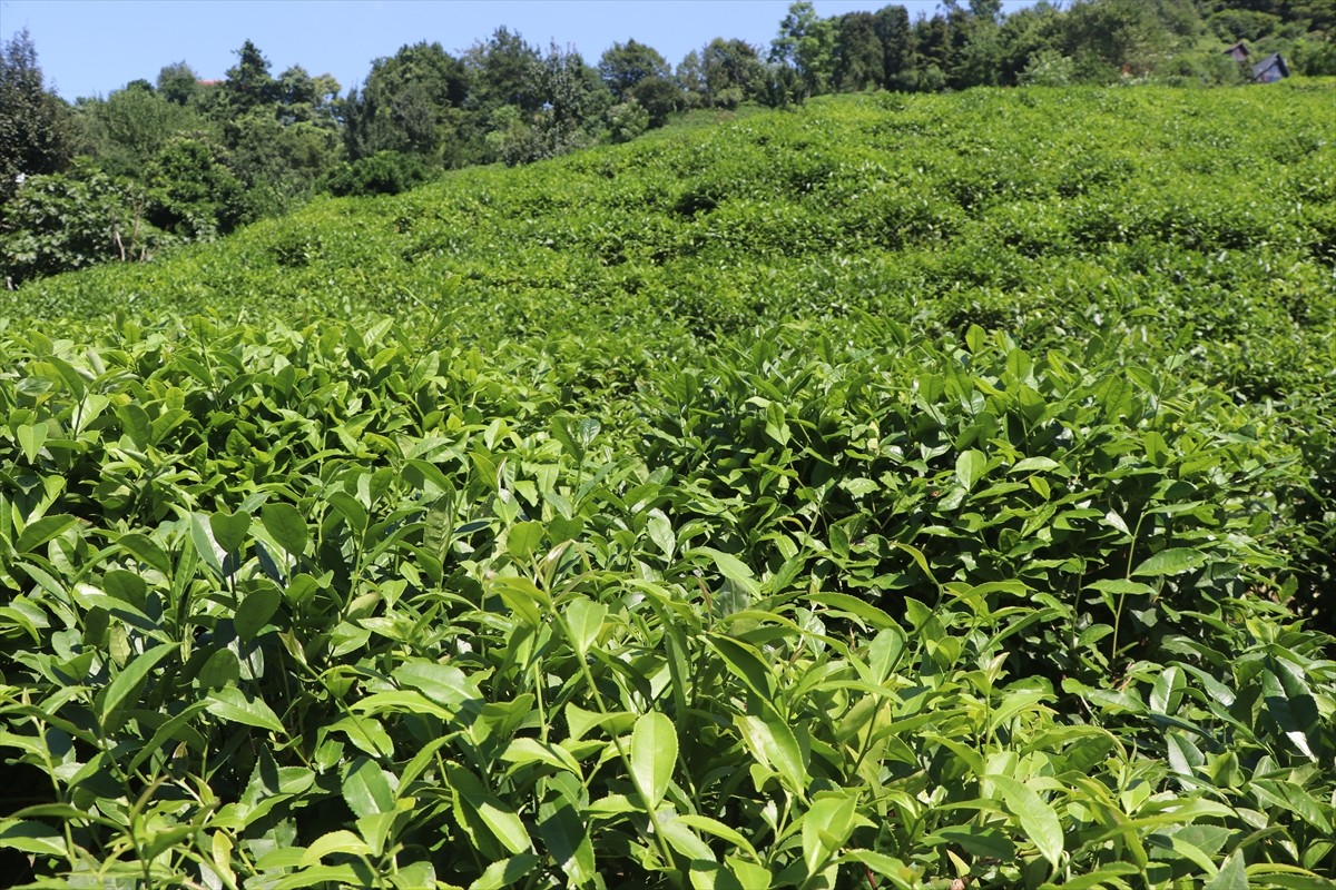 ÇAYKUR Genel Müdürlüğü, ikinci sürgün yaş çay alımlarına günlük 10 bin ton seviyelerinde devam...