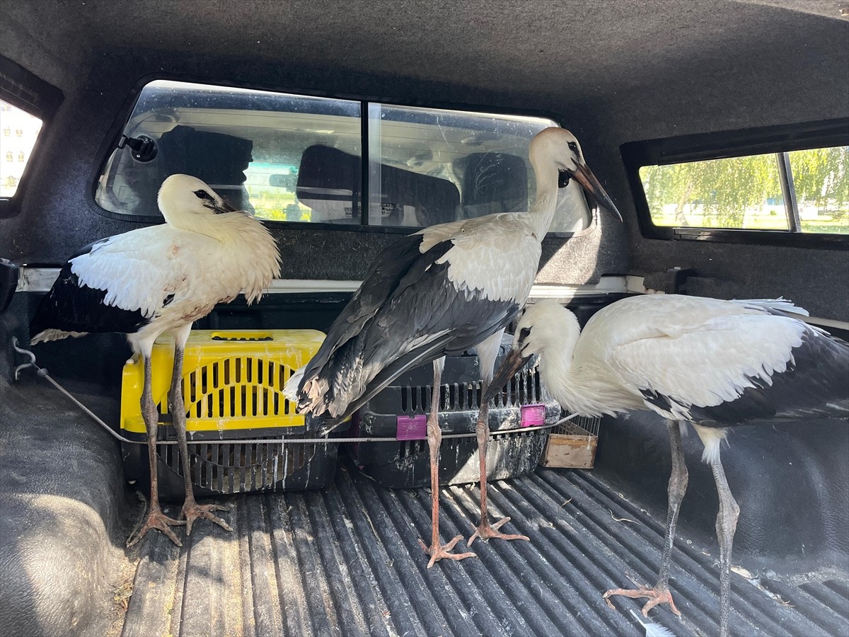 Erzurum'da yuvalarından düşmesi sonucu yaralanan 3 leylek yavrusu koruma altına alındı. 