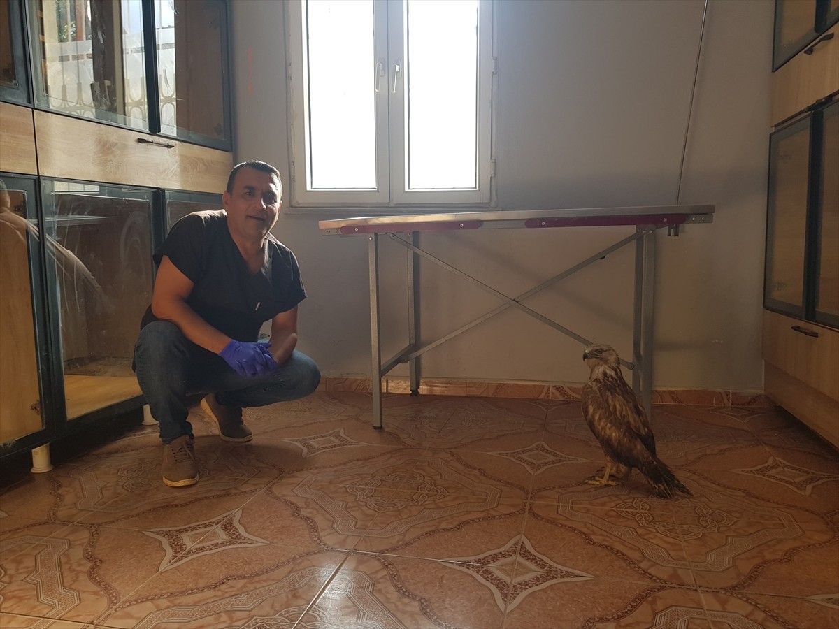 Gaziantep'in İslahiye ilçesinde, doğaseverler tarafından yaralı bulunan ve bir kanadı ampute olan...