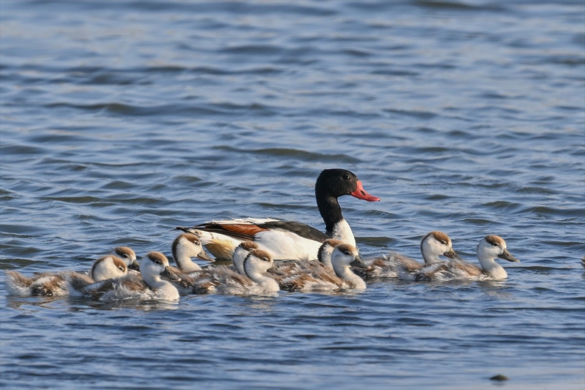 Gaziantep’te birçok farklı türlere ev sahipliği yapan Hancağız Barajı’nda nadir türlerden Suna...
