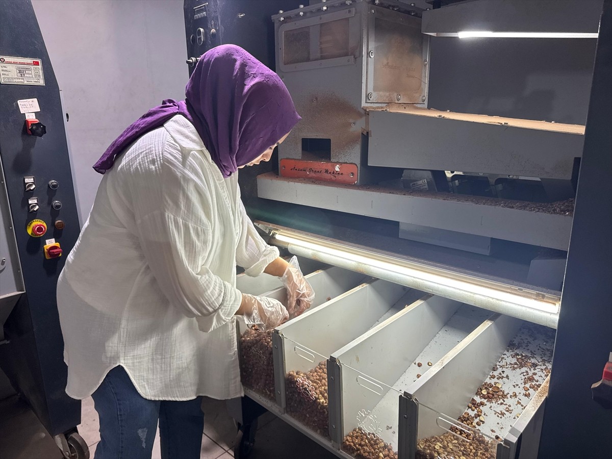 Giresun'da girişimci Aysun Gündoğdu, KOSGEB'in Genç Girişimci Desteği sayesinde kurduğu tesiste...