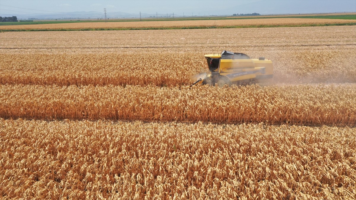 Hatay'daki Amik Ovası'nda yetiştirilen mısırda yılın ilk hasadı yapıldı. Amik Ovası'nda mart...