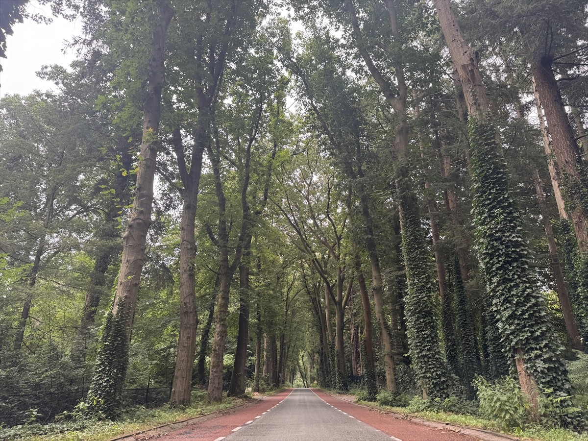 Hollanda'nın Gelderland bölgesinde yer alan Arnhem kentinde kara yollarının kenarındaki ağaçların...