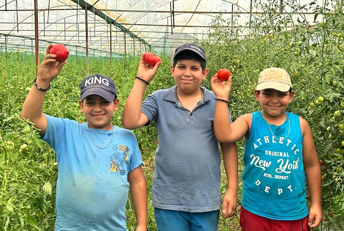 Isparta'nın Aksu ilçesinde 1300 metre rakımda, Sorkun ve Kuzukulağı yaylalarındaki tarım...