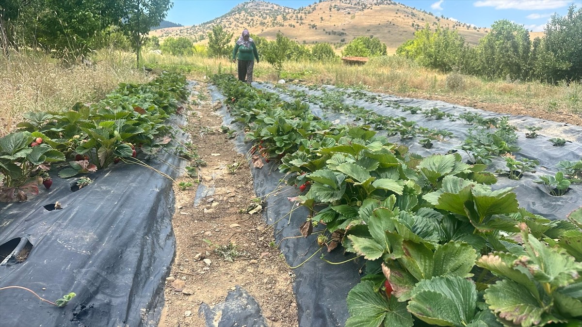 Isparta'nın Aksu ilçesinin yaylalarında üretilen çileğin hasadına başlandı. Kentte bin 200 rakımlı...
