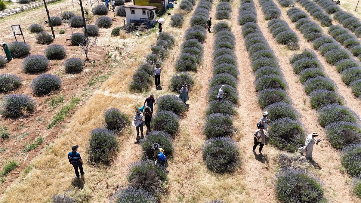 Isparta'nın Keçiborlu ilçesinde "lavanta kokulu köy" olarak anılan Kuyucak'taki lavanta bahçeleri...