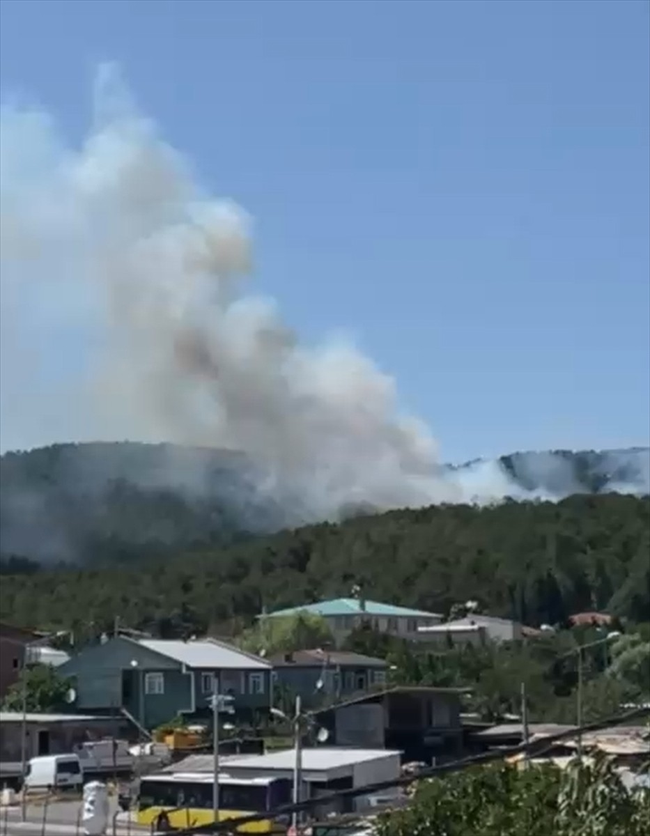 İstanbul'da Aydos Ormanı'nda Pendik ilçesindeki sınırlarında yer alan bölgesinde henüz...