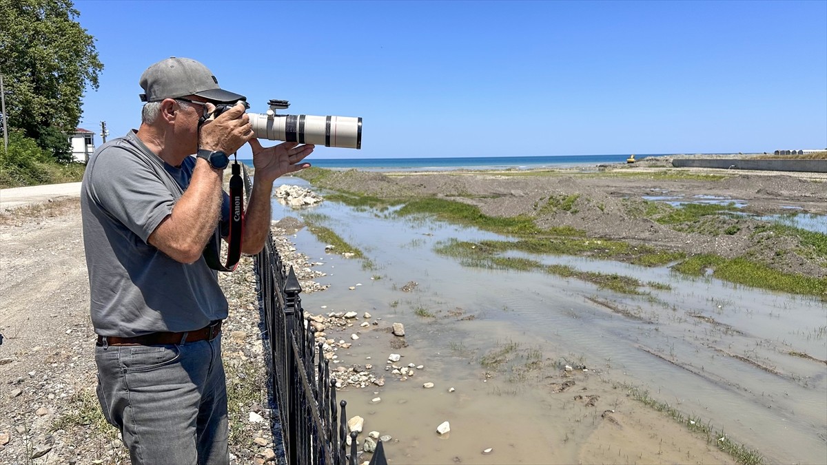 Kastamonu'nun Abana ilçesindeki Ezine Çayı'nda ülkede nadir görülen kara leylek görüntülendi....