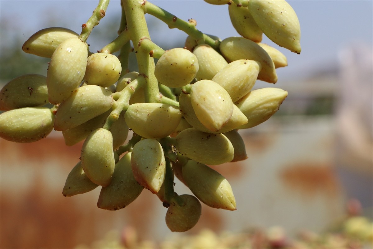 Kilis'te üreticiler, boz Antep fıstığının hasadına başladı. Türkiye'nin önemli Antep fıstığı...