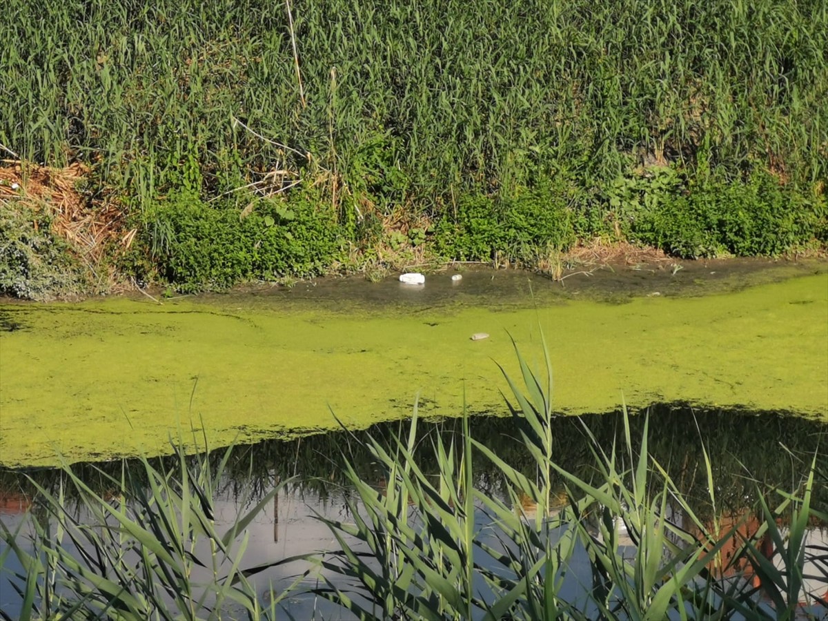  Kırklareli'nin kuraklık nedeniyle debisi düşen Lüleburgaz Deresi'nin yüzeyi yosunla...