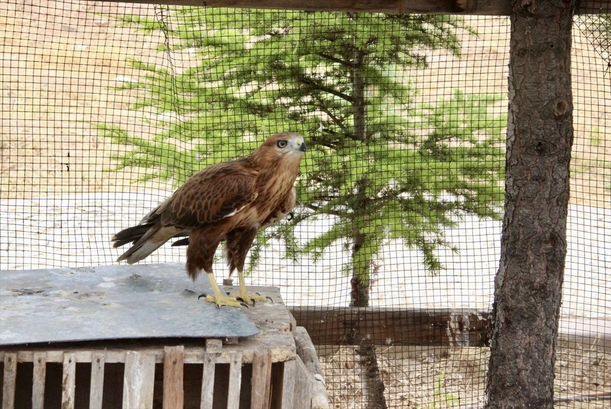 Kırşehir'de son 6 ayda yaralı halde bulunan, aralarında 15 kızıl şahinin de yer aldığı 25 kuş...
