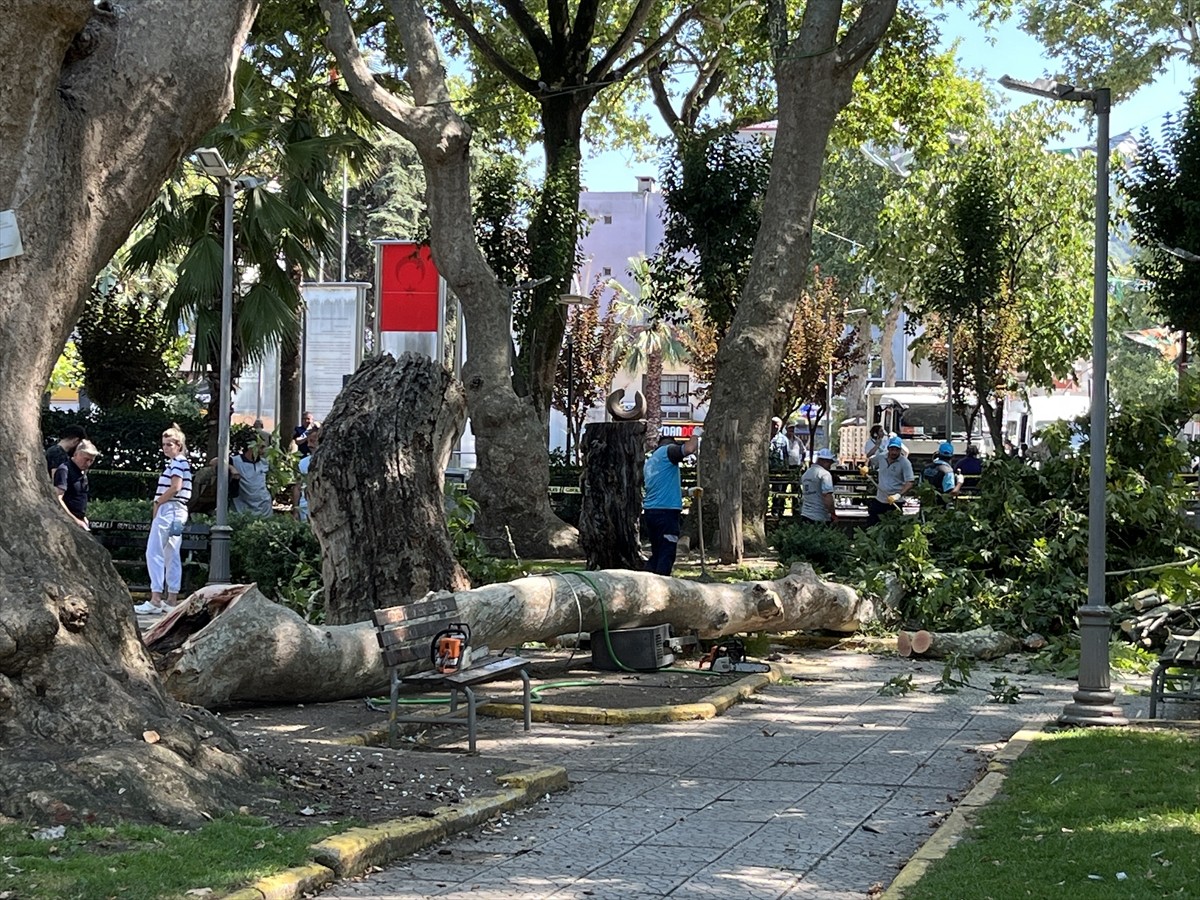 Kocaeli'nin Gölcük ilçesinde ağaçtan kopan dalın düşmesi sonucu 3 kişi yaralandı. Ekipler bölgeye...