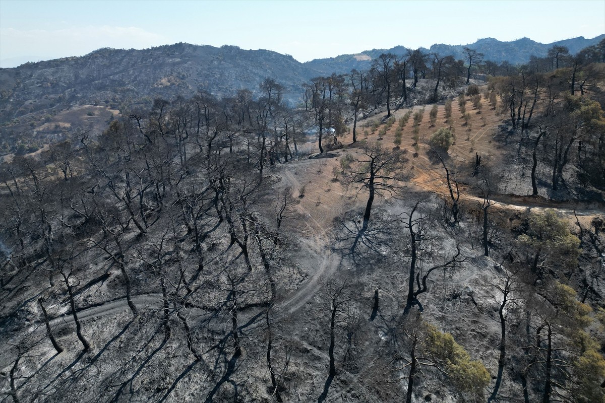 Manisa'nın Akhisar ve Ahmetli ilçesindeki orman yangınlarında zarar gören alanlar havadan...