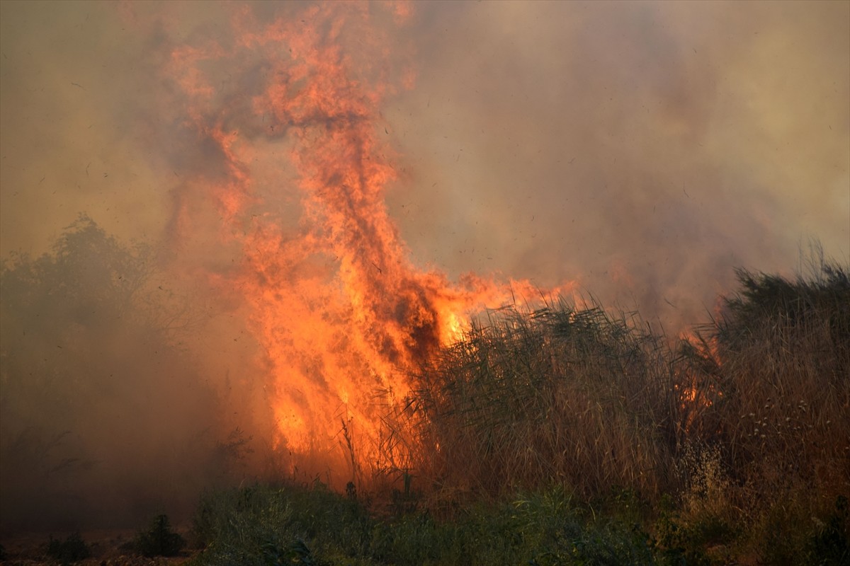 Manisa'nın Turgutlu ilçesinde zirai arazide çıkan yangında zeytin ağaçları ve üzüm bağları zarar...