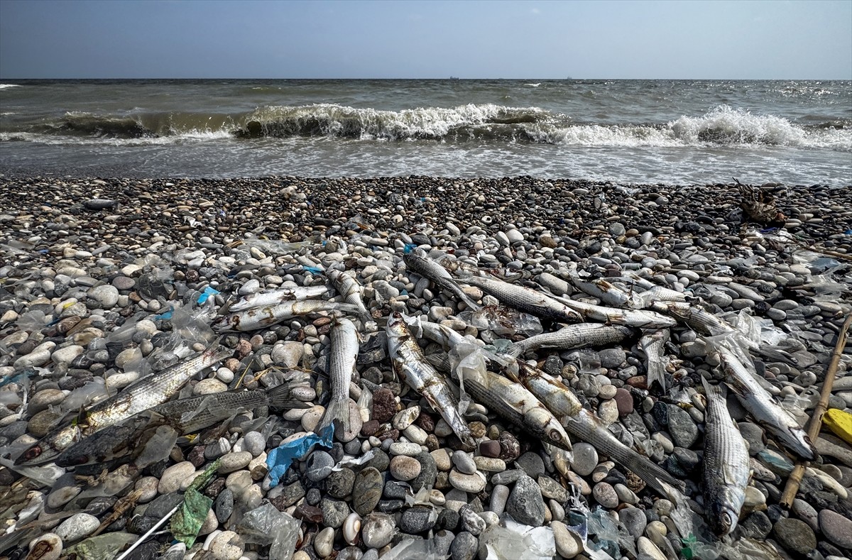 Mersin'in Akdeniz ilçesi sahilinde ölü balıklar görülmesi üzerine inceleme başlatıldı.
