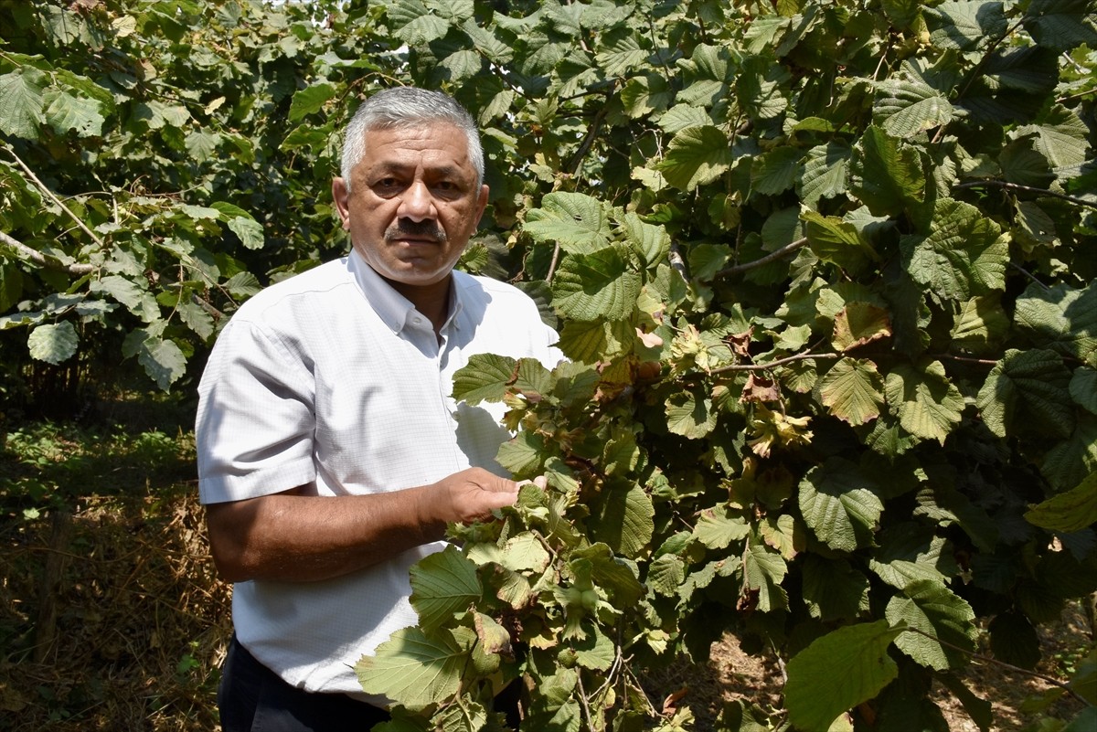 Ordu'da sahil kesiminde fındık hasadı 4 Ağustos'tan itibaren yapılacak. Ordu Ziraat Odaları İl...