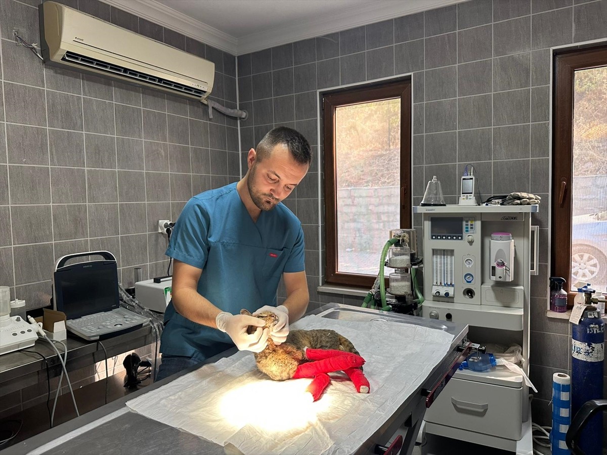 Sakarya'nın Geyve ilçesinde başlayıp Bilecik'e ulaşan orman yangınında vücudunda yanıklar oluşan...