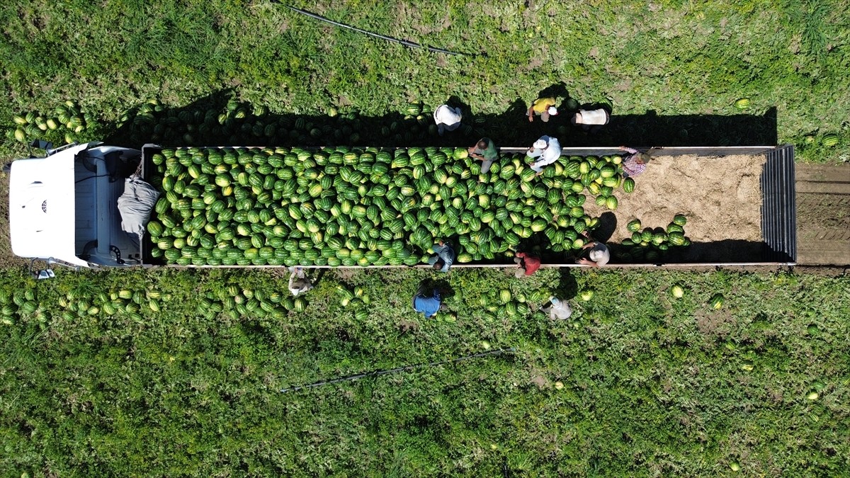 Samsun'da, Bafra Ovası'nda başlayan karpuz hasadı devam ediyor.