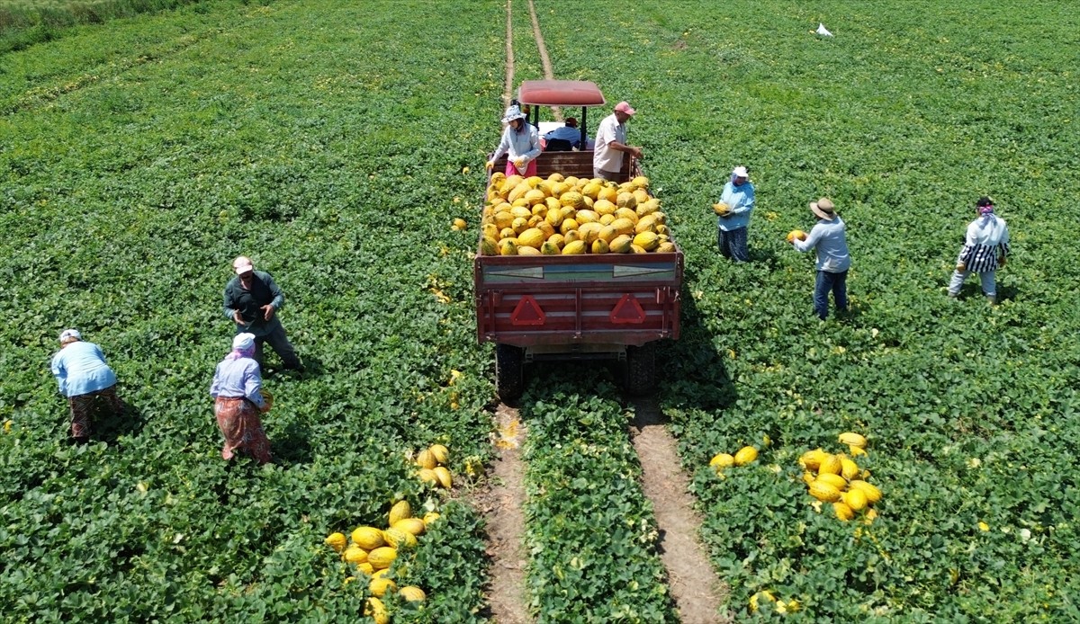 Samsun'un Bafra ilçesinde gerçekleştirilen kavun hasadı devam ediyor.