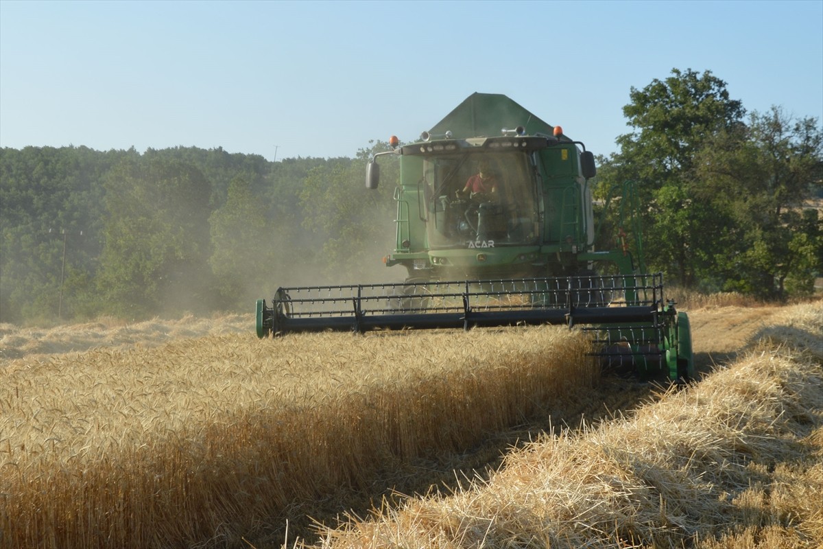 Samsun'un Havza ilçesinde süren buğday hasadında 90 bin ton rekolte öngörülüyor. Çiftçi Kayıt...