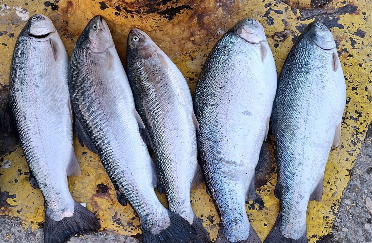 Sinop’ta deniz suyunda meydana gelen ani soğumayla bazı balık türleri kıyıya vurdu. "Deniz soğuğu"...
