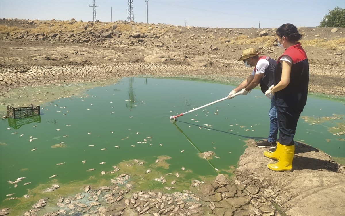 Şırnak'ın İdil ilçesinde iki gölette balık ölümleri görülmesi üzerine inceleme...