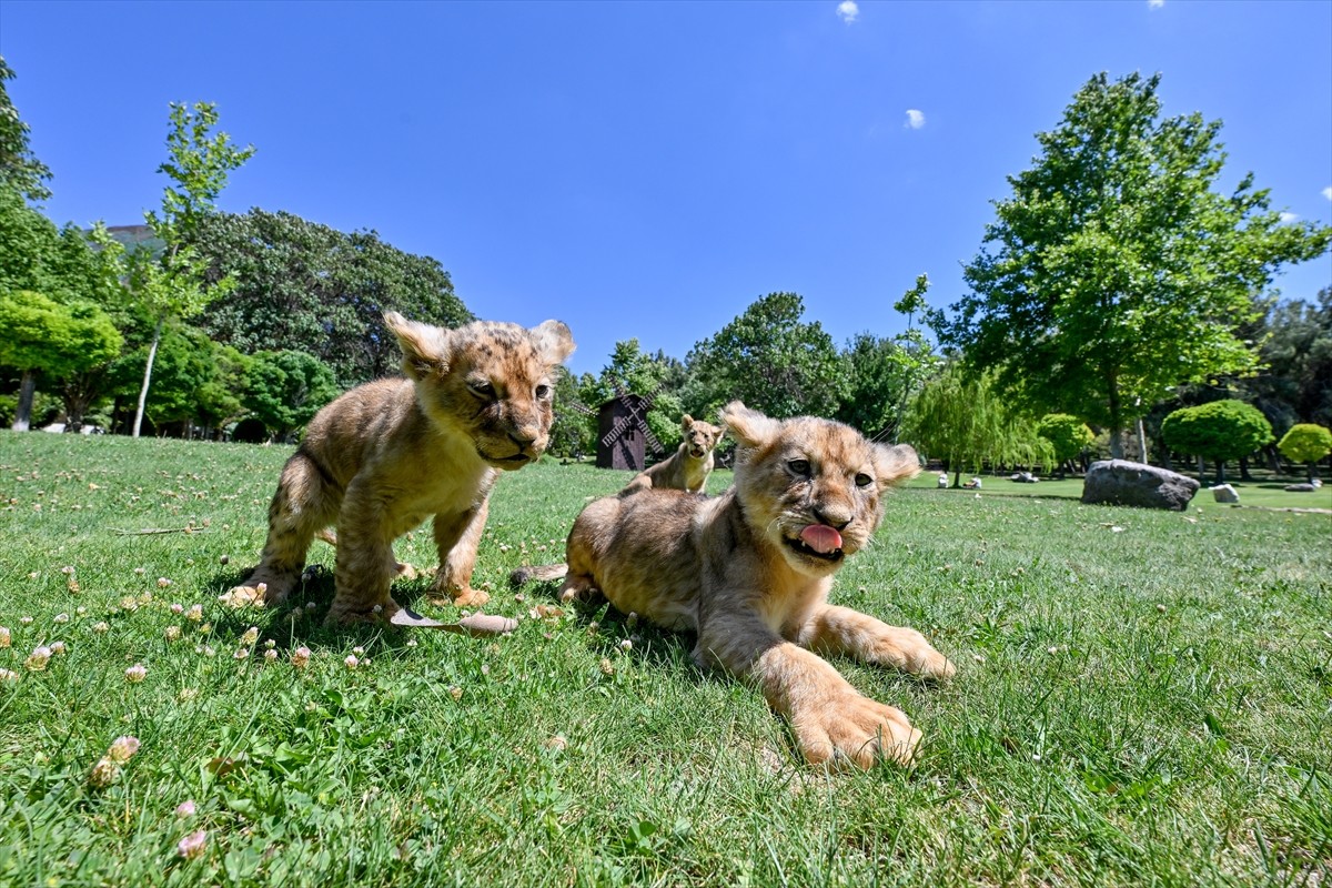  Sudan'ın eski Devlet Başkanı Ömer el-Beşir tarafından Cumhurbaşkanı Recep Tayyip Erdoğan'a hediye...