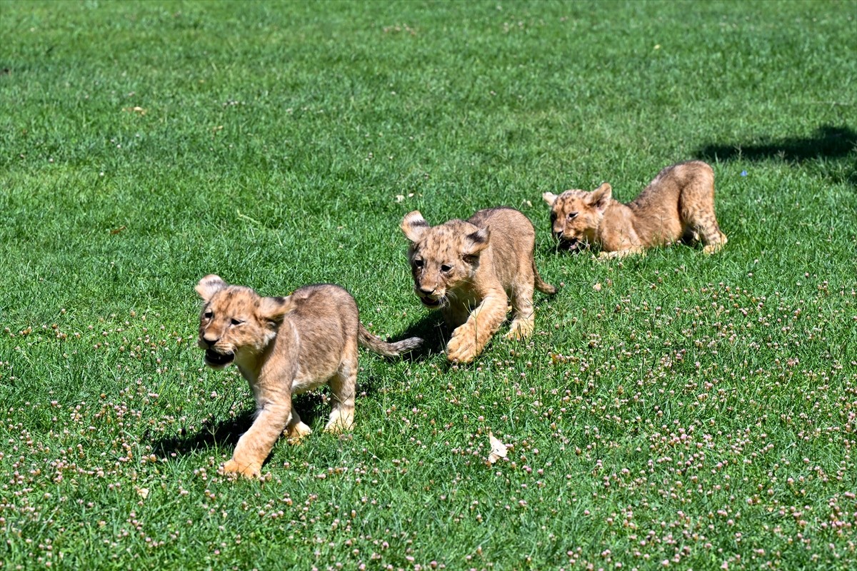  Sudan'ın eski Devlet Başkanı Ömer el-Beşir tarafından Cumhurbaşkanı Recep Tayyip Erdoğan'a hediye...