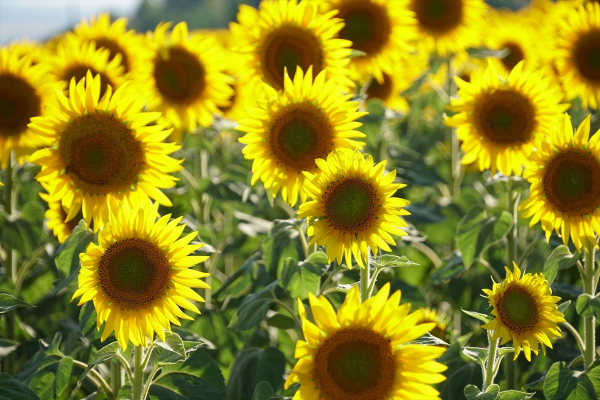 Tekirdağ'da kanola, lavanta ve ayçiçeği tarlaları sezon boyunca binlerce turisti kente çekti. Kent...