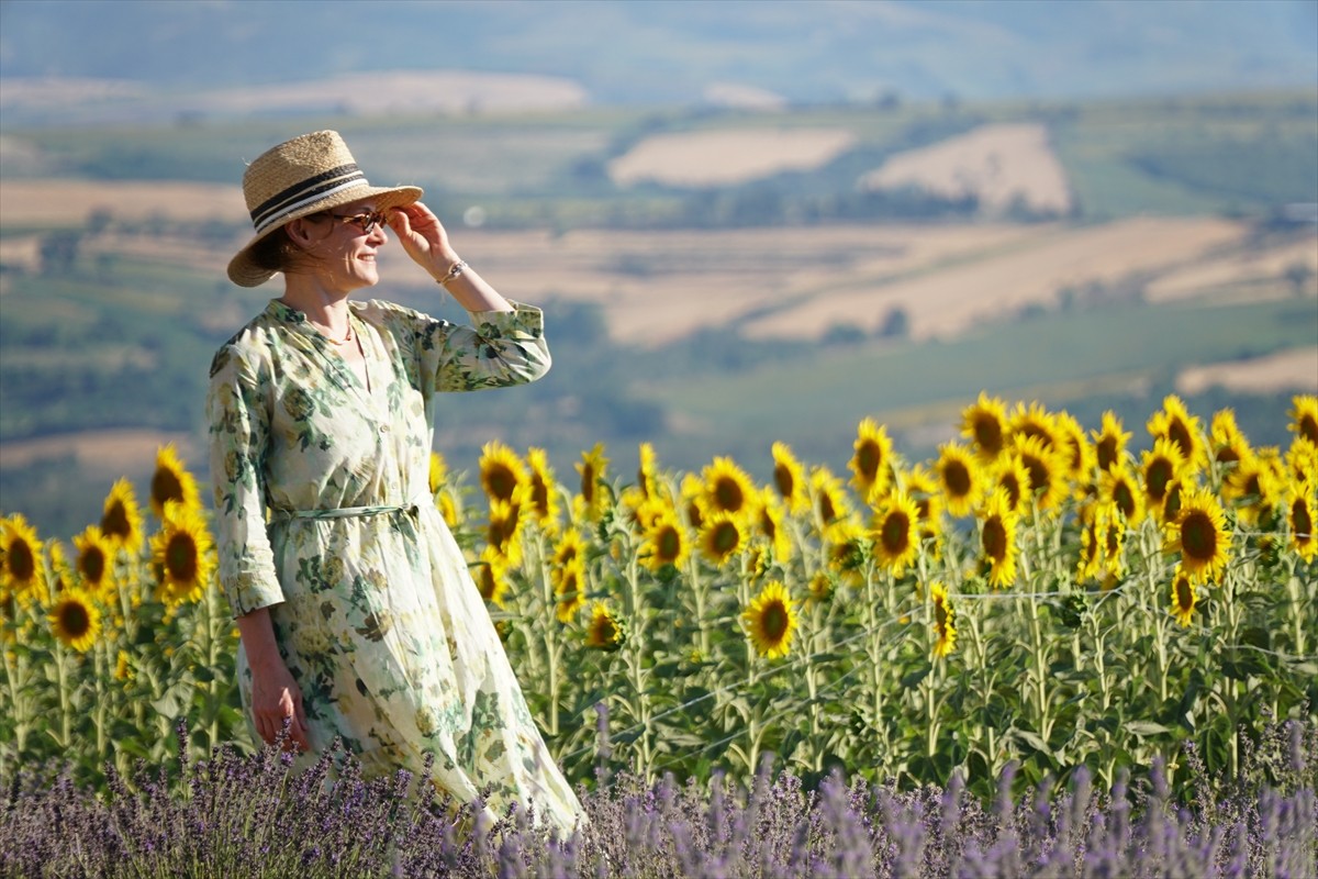Tekirdağ'da kanola, lavanta ve ayçiçeği tarlaları sezon boyunca binlerce turisti kente çekti. Kent...