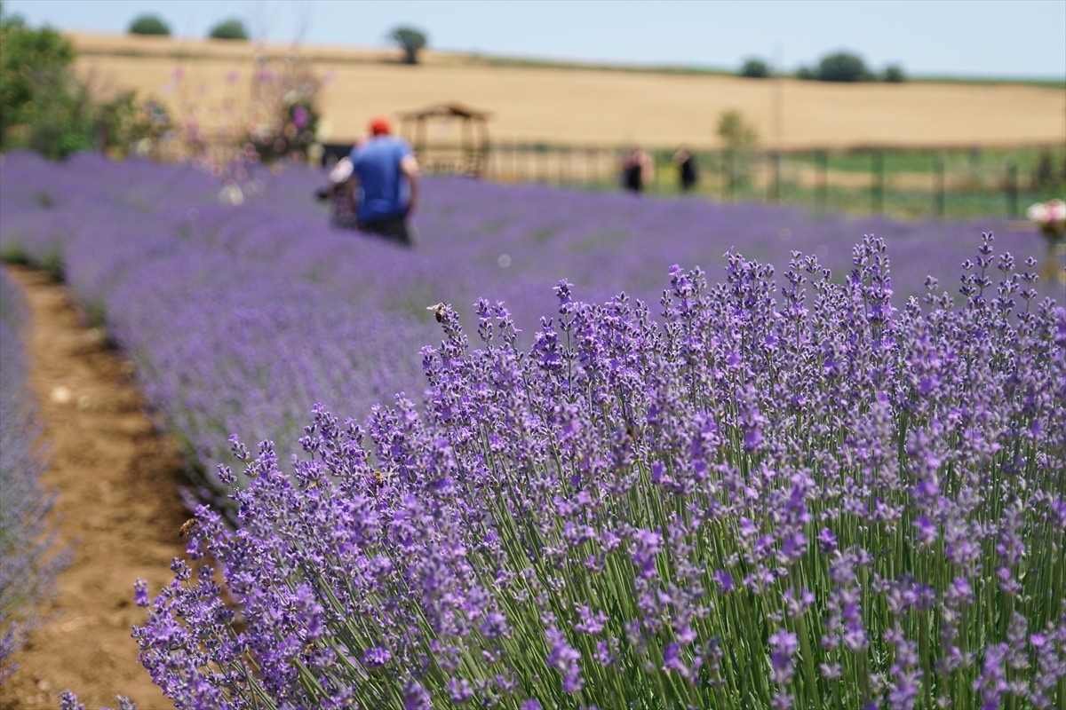 Tekirdağ'da turistlerin ilgi odağı haline gelen lavanta tarlaları, sezon boyunca çok sayıda...