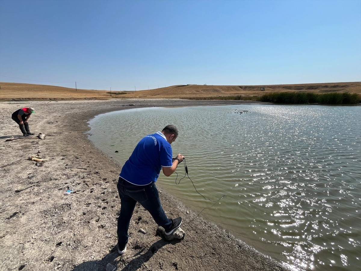 Tekirdağ'ın Hayrabolu ilçesindeki Şalgamlı Göleti'nde, su seviyesinin düşmesiyle balık ölümleri...