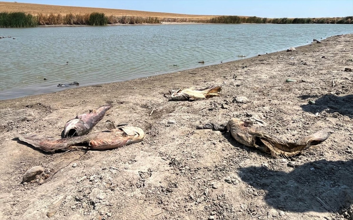Tekirdağ'ın Hayrabolu ilçesindeki Şalgamlı Göleti'nde, su seviyesinin düşmesiyle balık ölümleri...