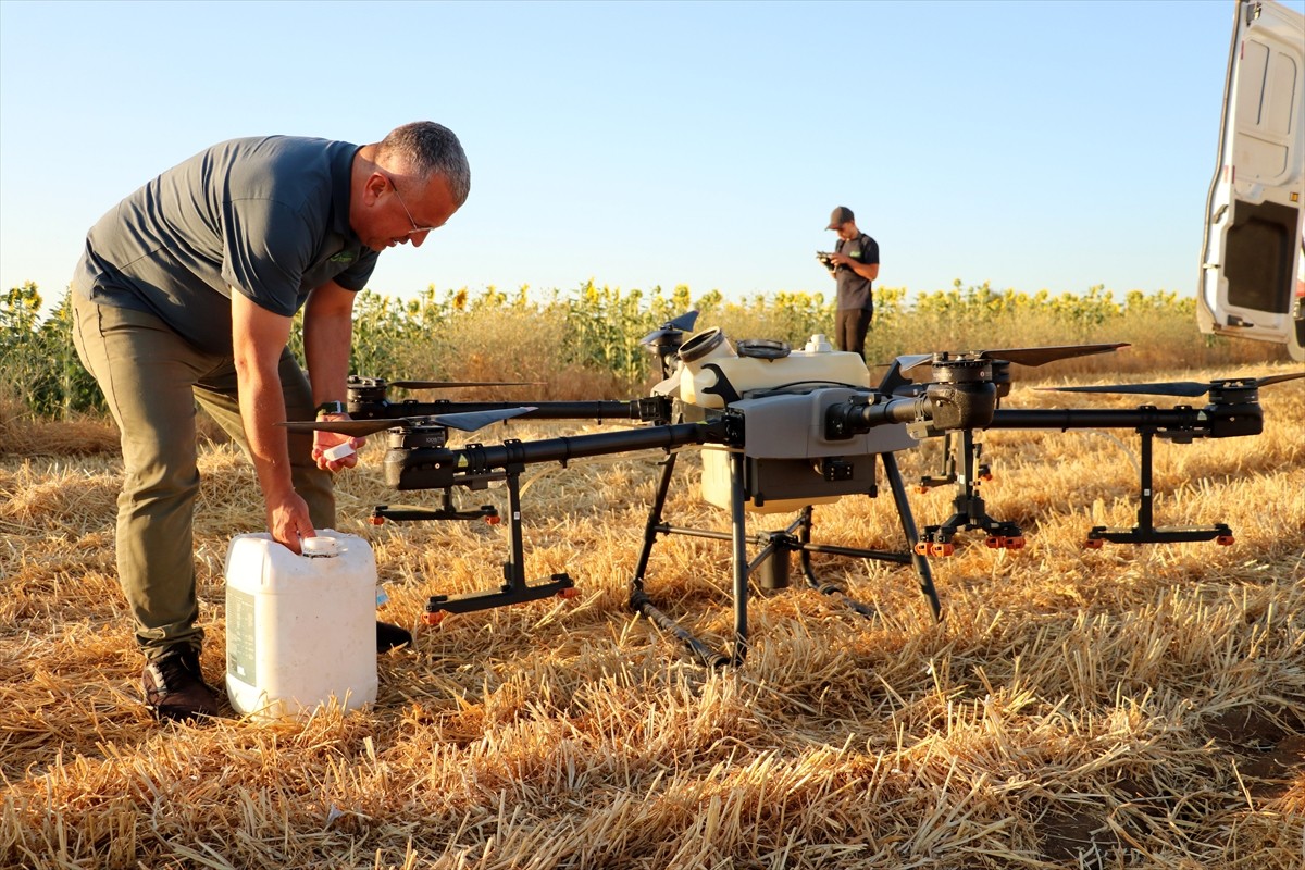 Tekirdağ'ın Muratlı ilçesinde bazı tarlalarda görülen çekirgelere karşı ayçiçeği ekili tarlalarda...