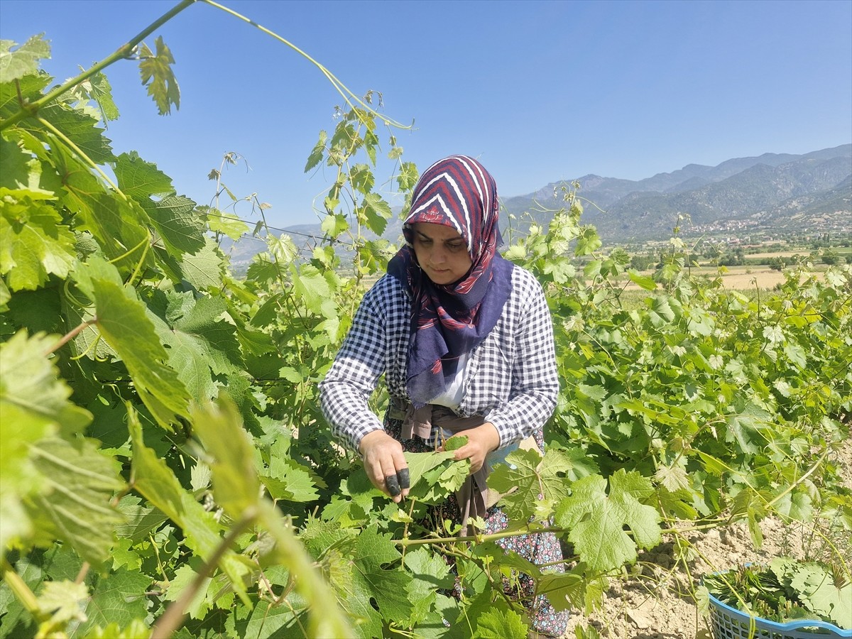 Tokat’ın Erbaa ilçesinde üretimi yapılan coğrafi işaretli Erbaa narince bağ yaprağından bu yıl 2...
